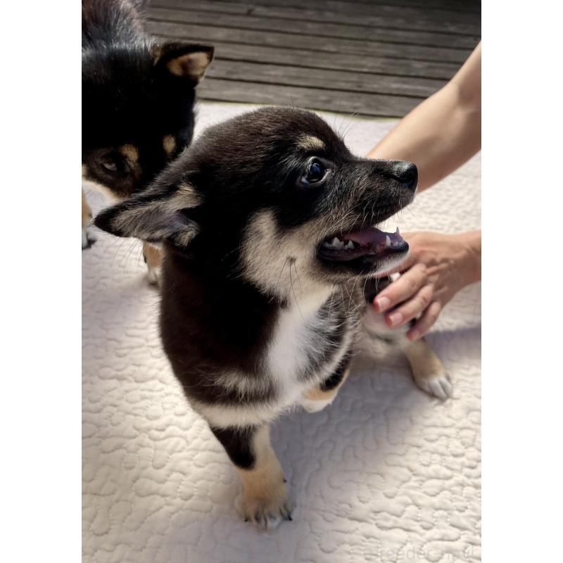 販売中の大分県のミックス犬-403777の8枚目