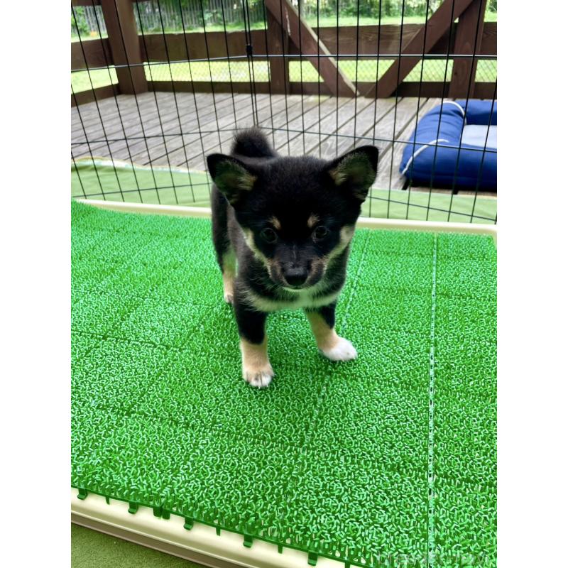 販売中の大分県のミックス犬-403777の7枚目