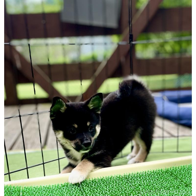 販売中の大分県のミックス犬-403777の5枚目