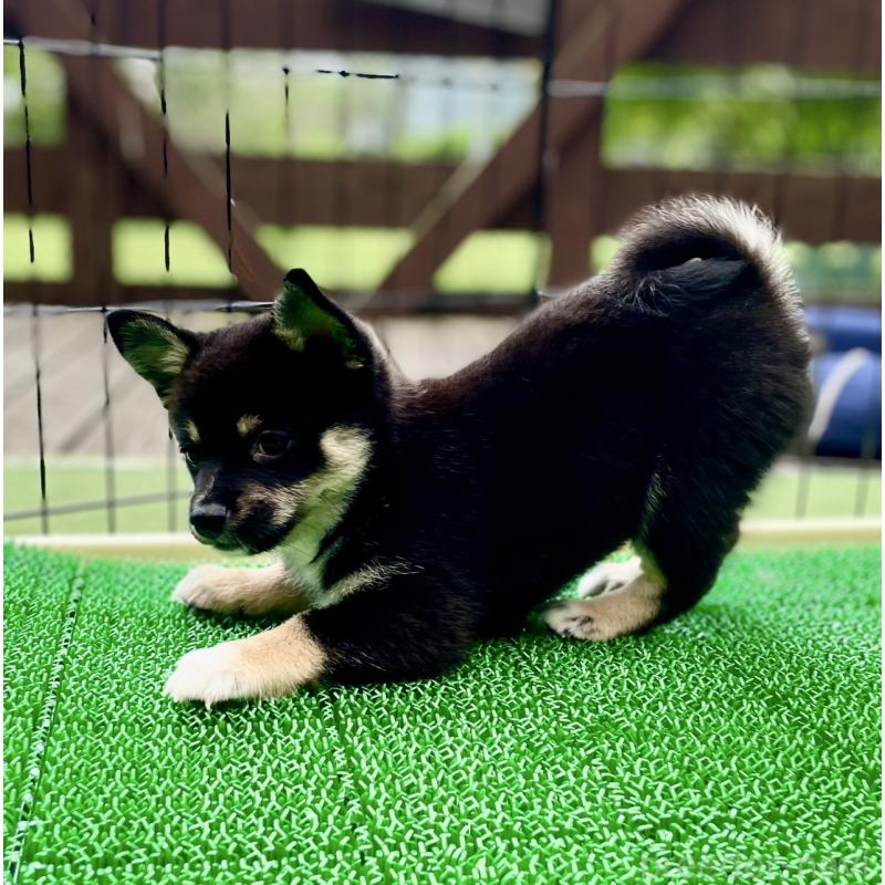 販売中の大分県のミックス犬-403777の4枚目