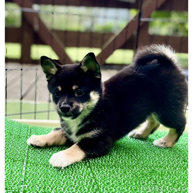 販売中の大分県のミックス犬-403777の3枚目