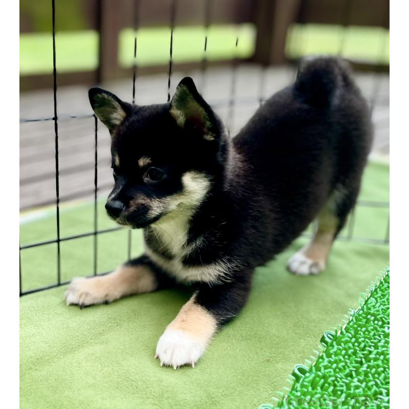 販売中の大分県のミックス犬-403777の2枚目