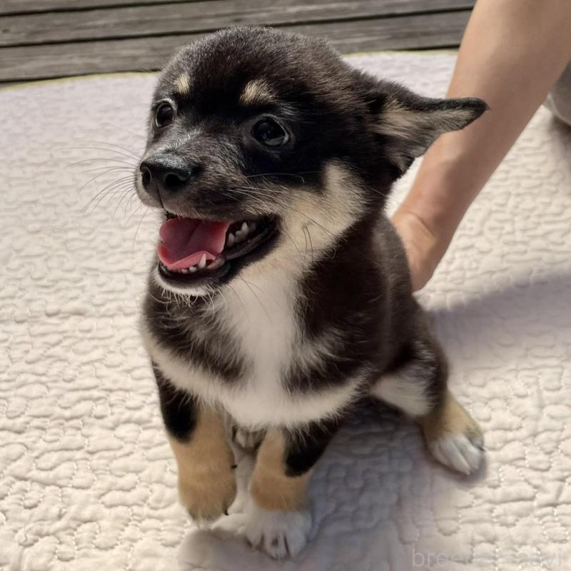 販売中の大分県のミックス犬-403777