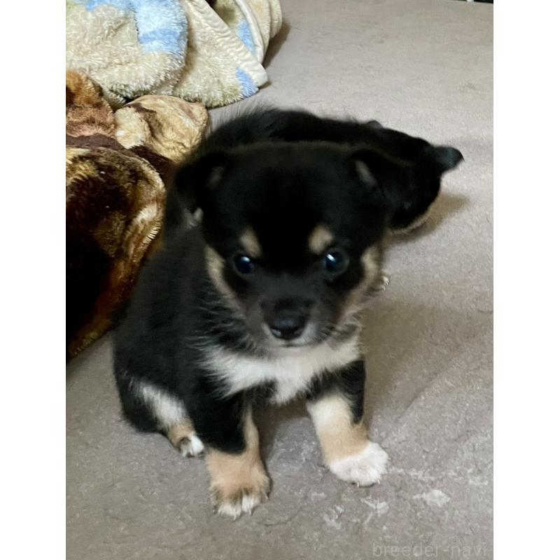 販売中の大分県のミックス犬-403779の10枚目