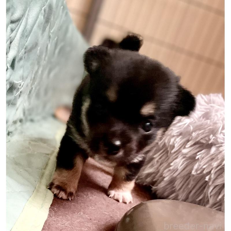 販売中の大分県のミックス犬-403779の9枚目