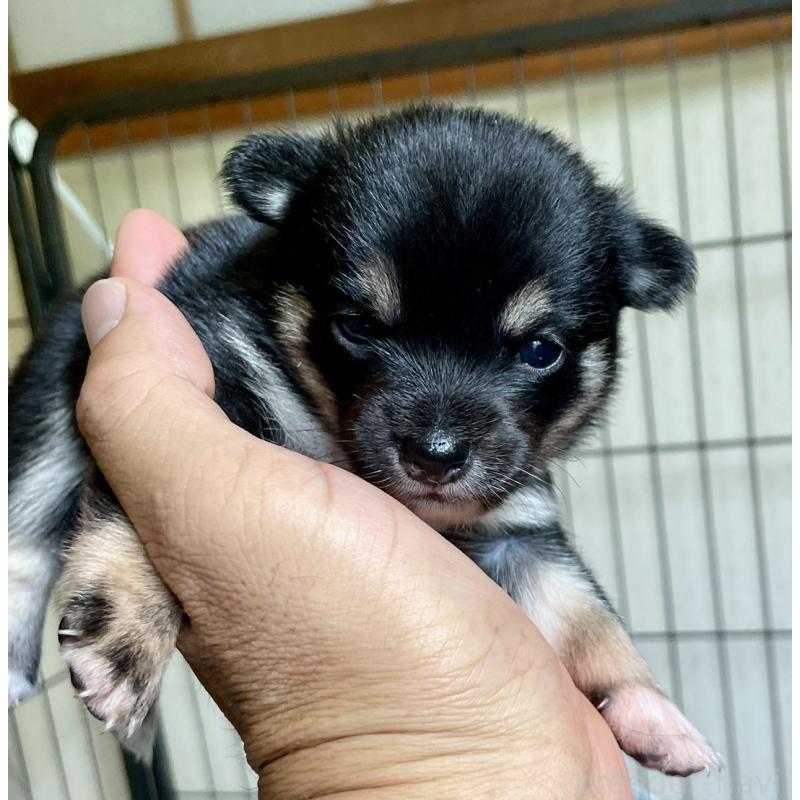 販売中の大分県のミックス犬-403779の8枚目