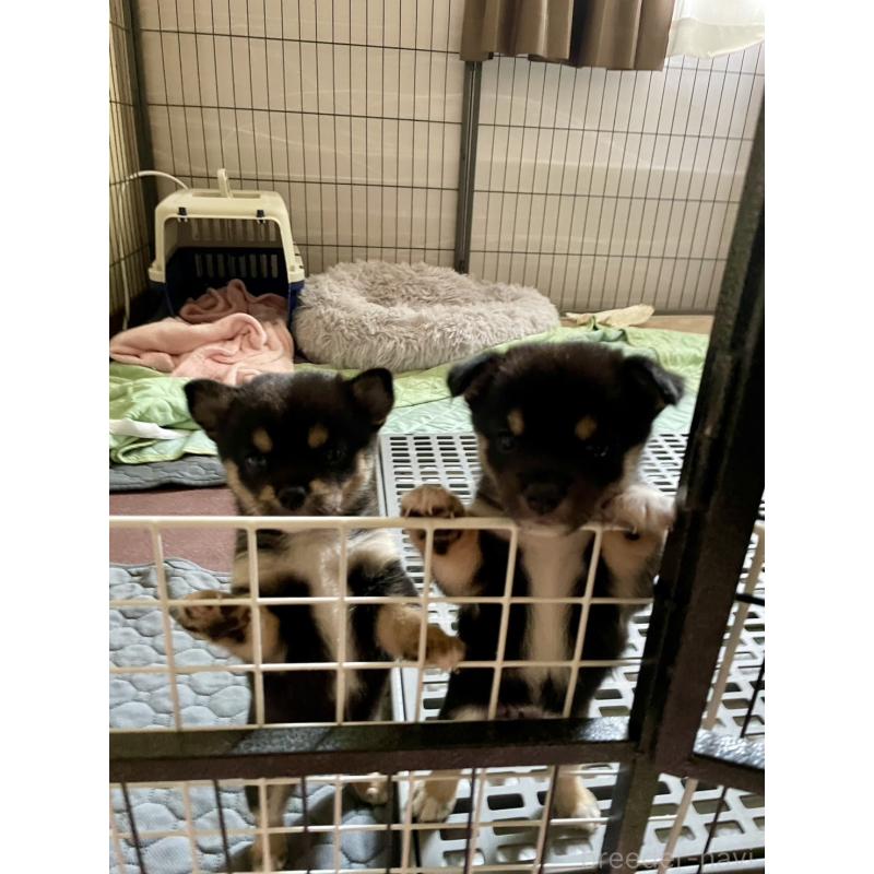 販売中の大分県のミックス犬-403779の6枚目