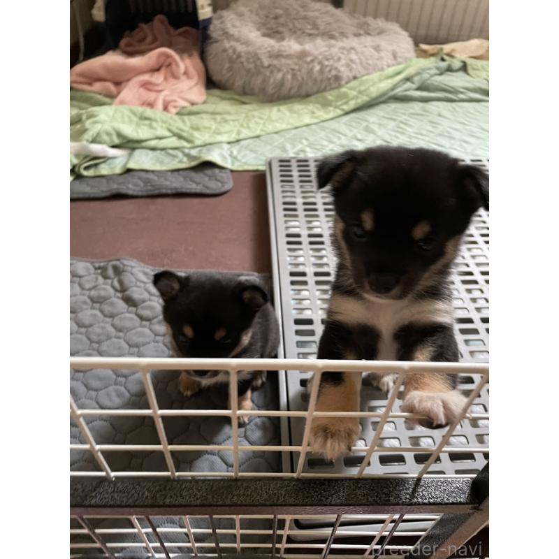 販売中の大分県のミックス犬-403779の7枚目