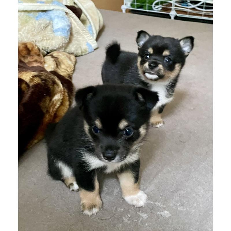 販売中の大分県のミックス犬-403779の5枚目