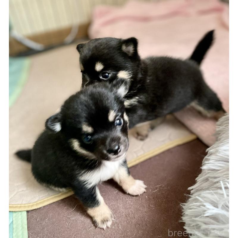 販売中の大分県のミックス犬-403779の4枚目