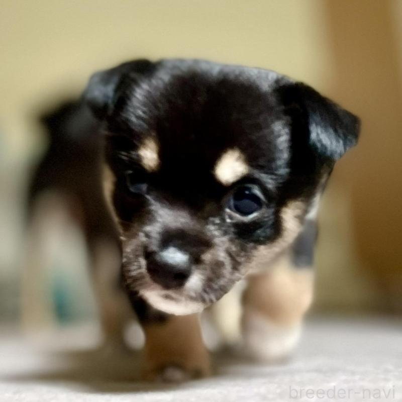 販売中の大分県のミックス犬-403779の3枚目