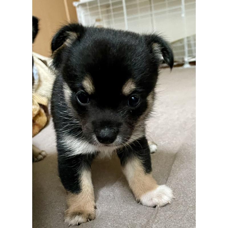 販売中の大分県のミックス犬-403779の2枚目