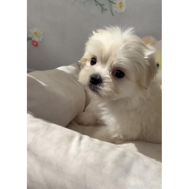 販売中の福岡県のミックス犬-403780の4枚目