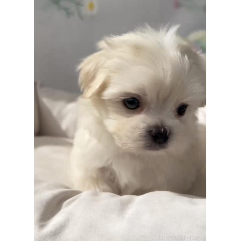 販売中の福岡県のミックス犬-403780の2枚目