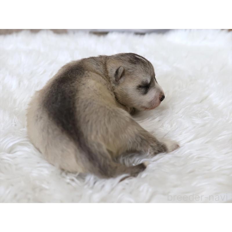 販売中の愛知県のシベリアンハスキー-403783の3枚目