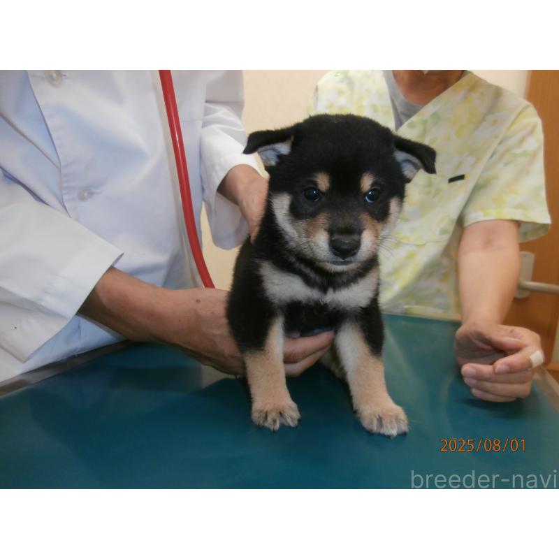 成約済の大阪府の柴犬-401418の3枚目