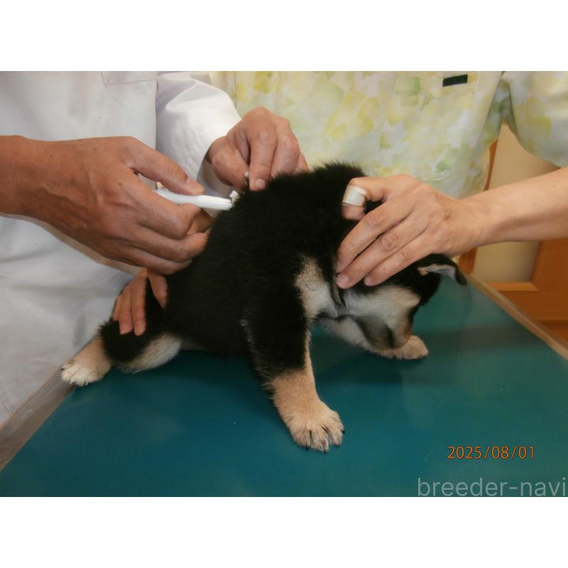 成約済の大阪府の柴犬-401418の2枚目