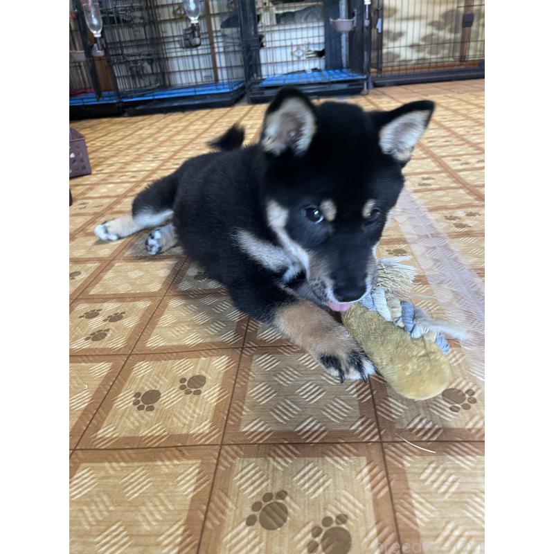 販売中の茨城県の柴犬-398497の2枚目