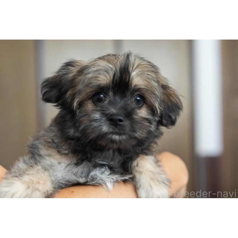 販売中の福岡県のミックス犬-387534の9枚目