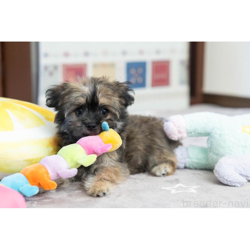 販売中の福岡県のミックス犬-387534の8枚目