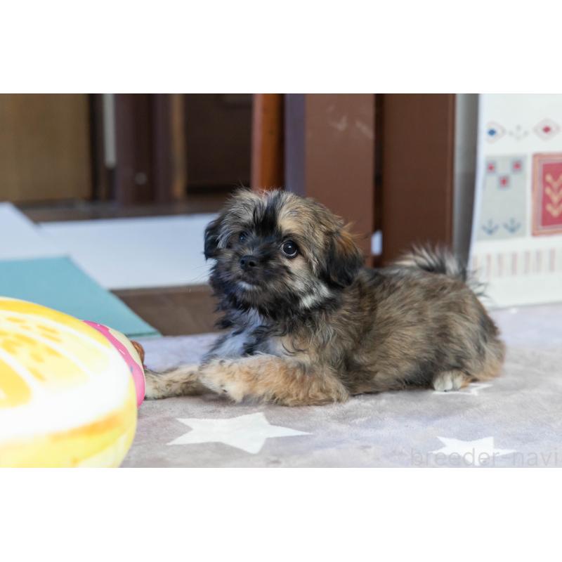 販売中の福岡県のミックス犬-387534の7枚目