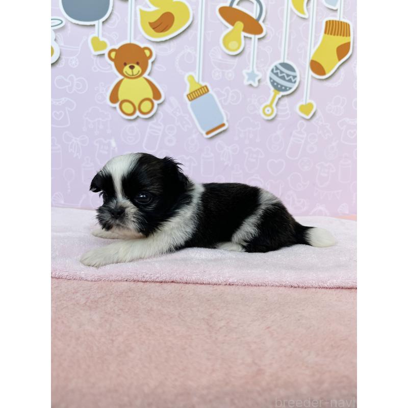販売中の東京都のミックス犬-403843の3枚目