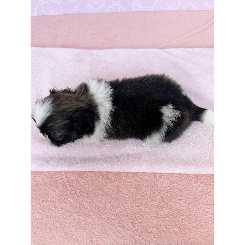 販売中の東京都のミックス犬-403843の2枚目