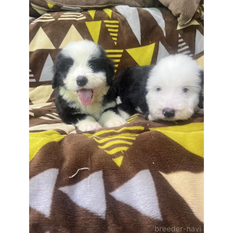 販売中の大分県のミックス犬-403813の2枚目