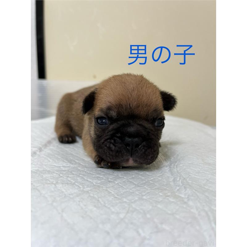 販売中の熊本県のフレンチブルドッグ-403817の1枚目