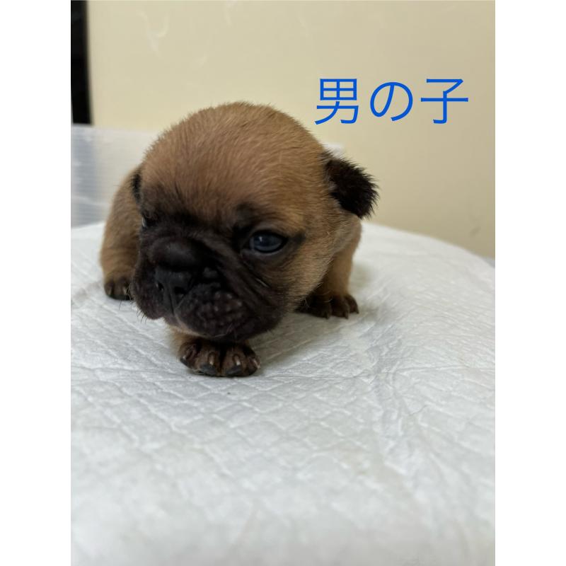 販売中の熊本県のフレンチブルドッグ-403817の4枚目