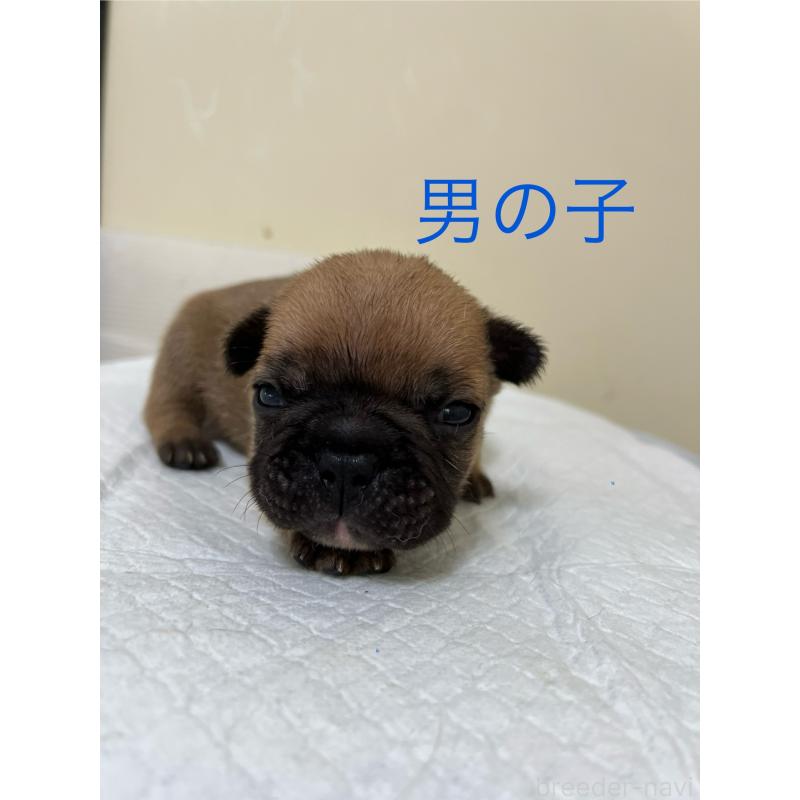 販売中の熊本県のフレンチブルドッグ-403817の3枚目