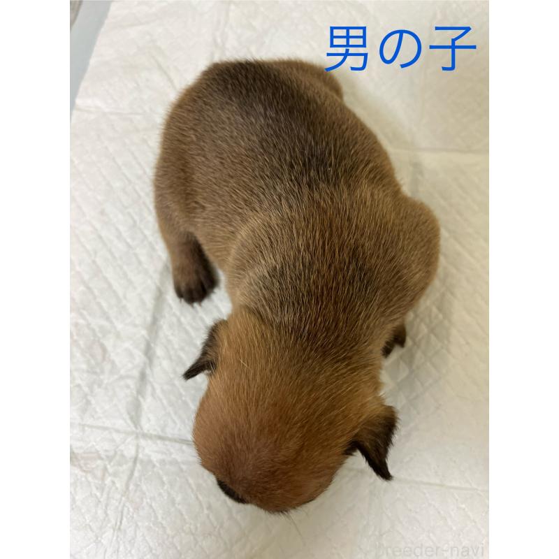 販売中の熊本県のフレンチブルドッグ-403817の2枚目