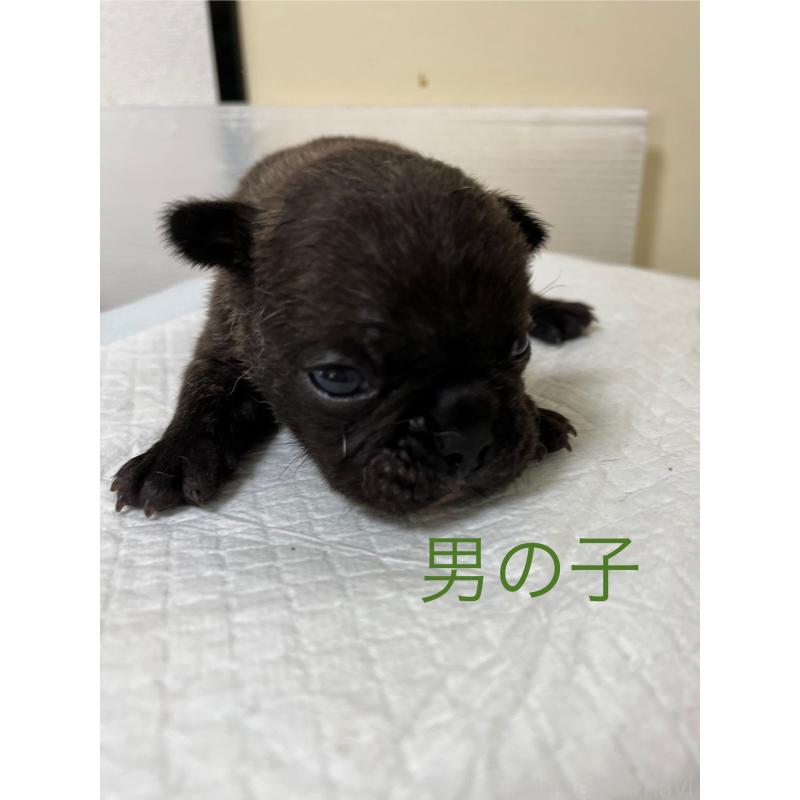 販売中の熊本県のフレンチブルドッグ-403819の1枚目