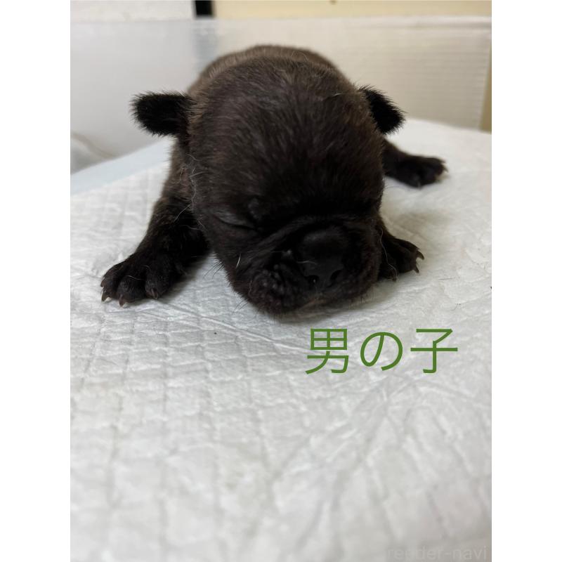 販売中の熊本県のフレンチブルドッグ-403819の3枚目