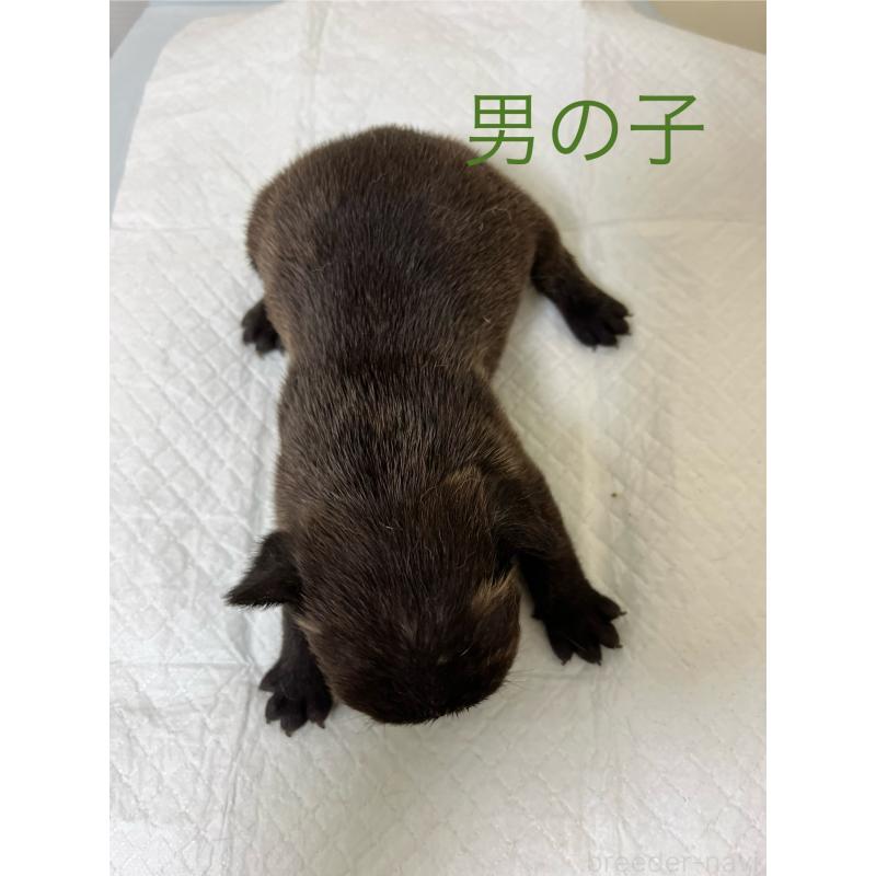 販売中の熊本県のフレンチブルドッグ-403819の2枚目