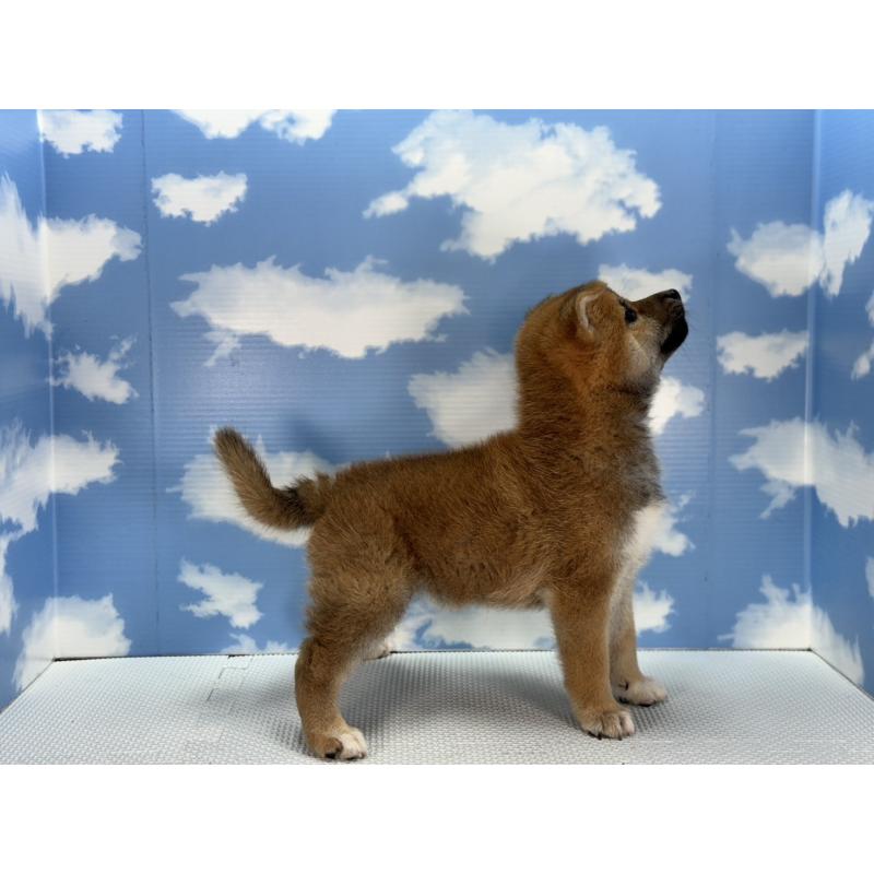 販売中の愛知県の柴犬-403830の4枚目