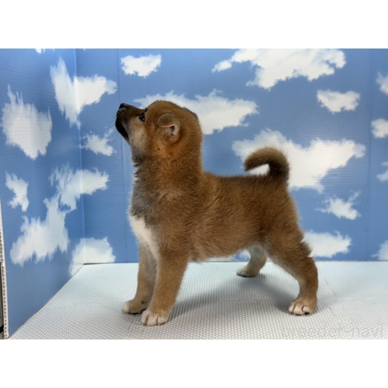 販売中の愛知県の柴犬-403830の3枚目