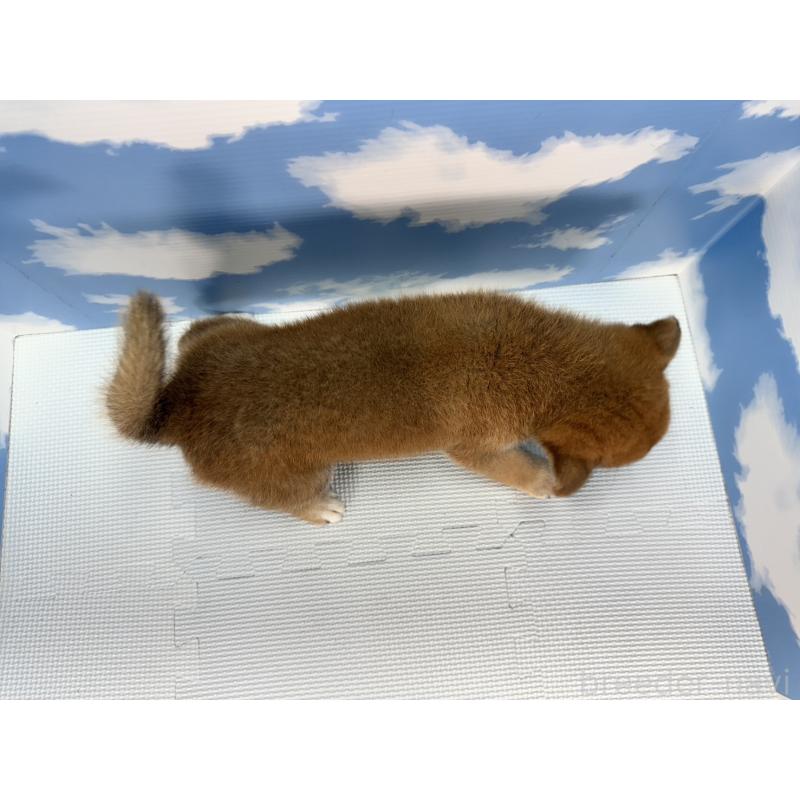 販売中の愛知県の柴犬-403830の2枚目