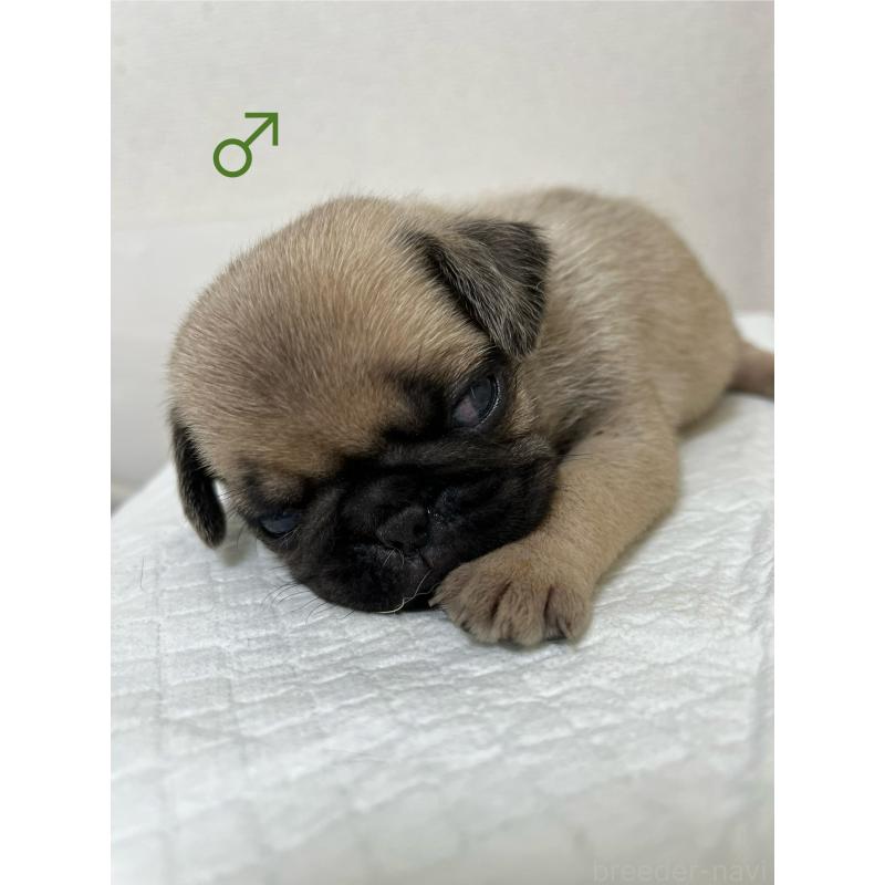 販売中の熊本県のパグ-403831の1枚目