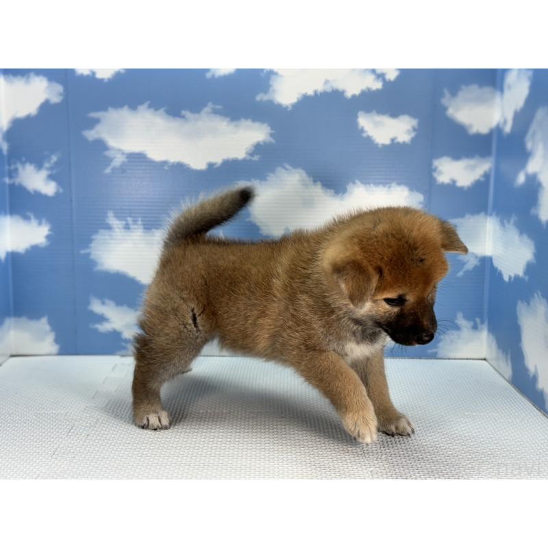 販売中の愛知県の柴犬-403835の4枚目