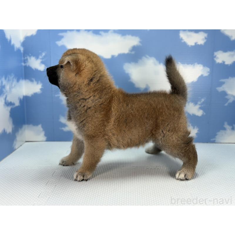 販売中の愛知県の柴犬-403835の3枚目