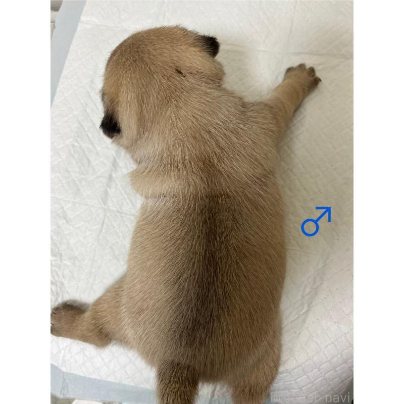販売中の熊本県のパグ-403837の2枚目
