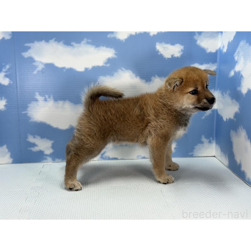 販売中の愛知県の柴犬-403841の4枚目
