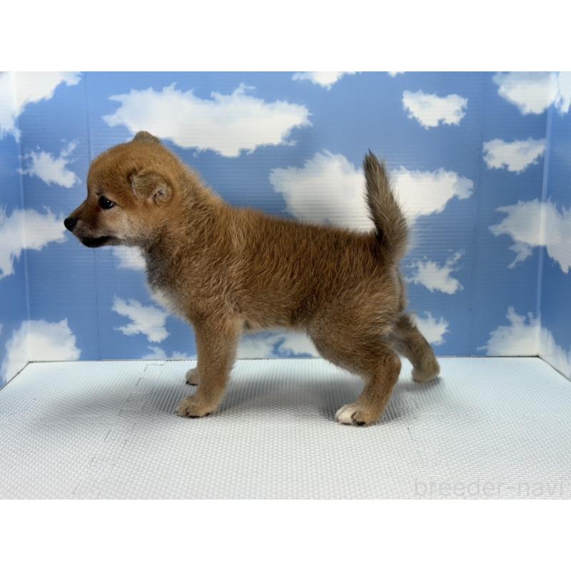 販売中の愛知県の柴犬-403841の3枚目