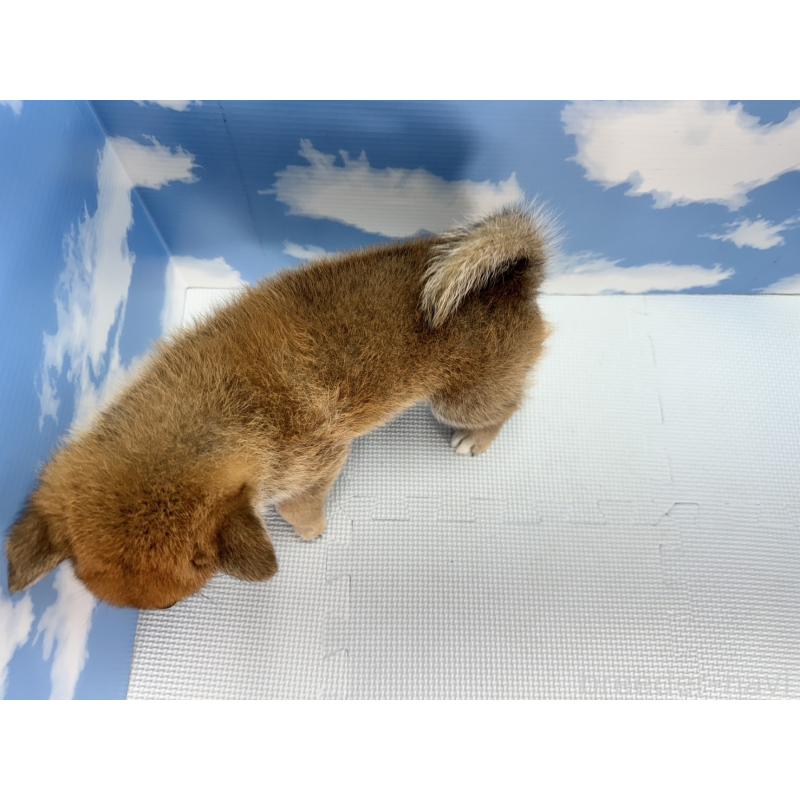 販売中の愛知県の柴犬-403841の2枚目