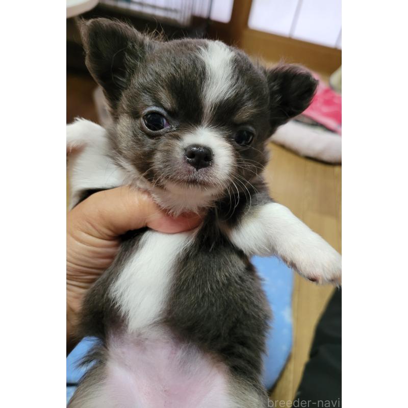 販売中の千葉県のチワワ(ロングコート)-403851の6枚目