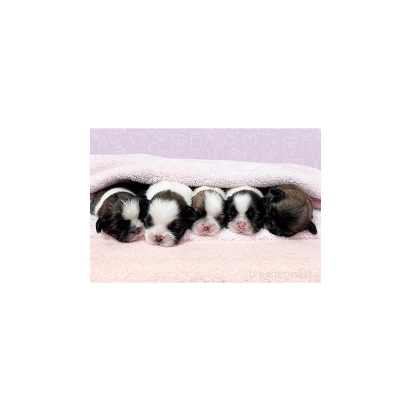 販売中の東京都のミックス犬-403853の7枚目