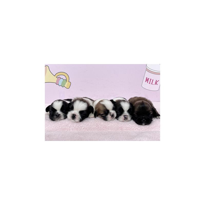 販売中の東京都のミックス犬-403853の6枚目