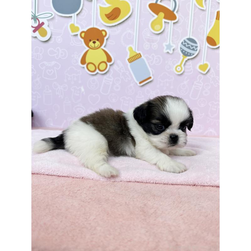 販売中の東京都のミックス犬-403853の4枚目