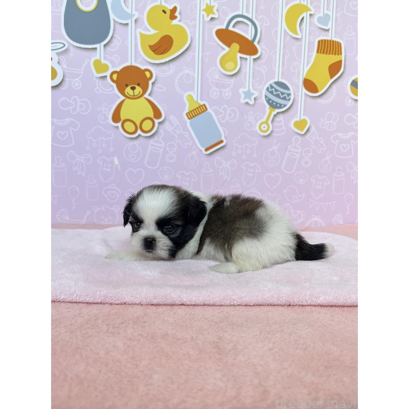 販売中の東京都のミックス犬-403853の3枚目